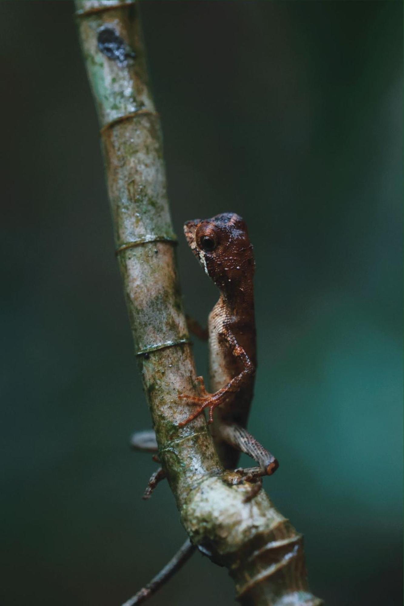 Sinharaja Forest Gate Deniyaya Zewnętrze zdjęcie